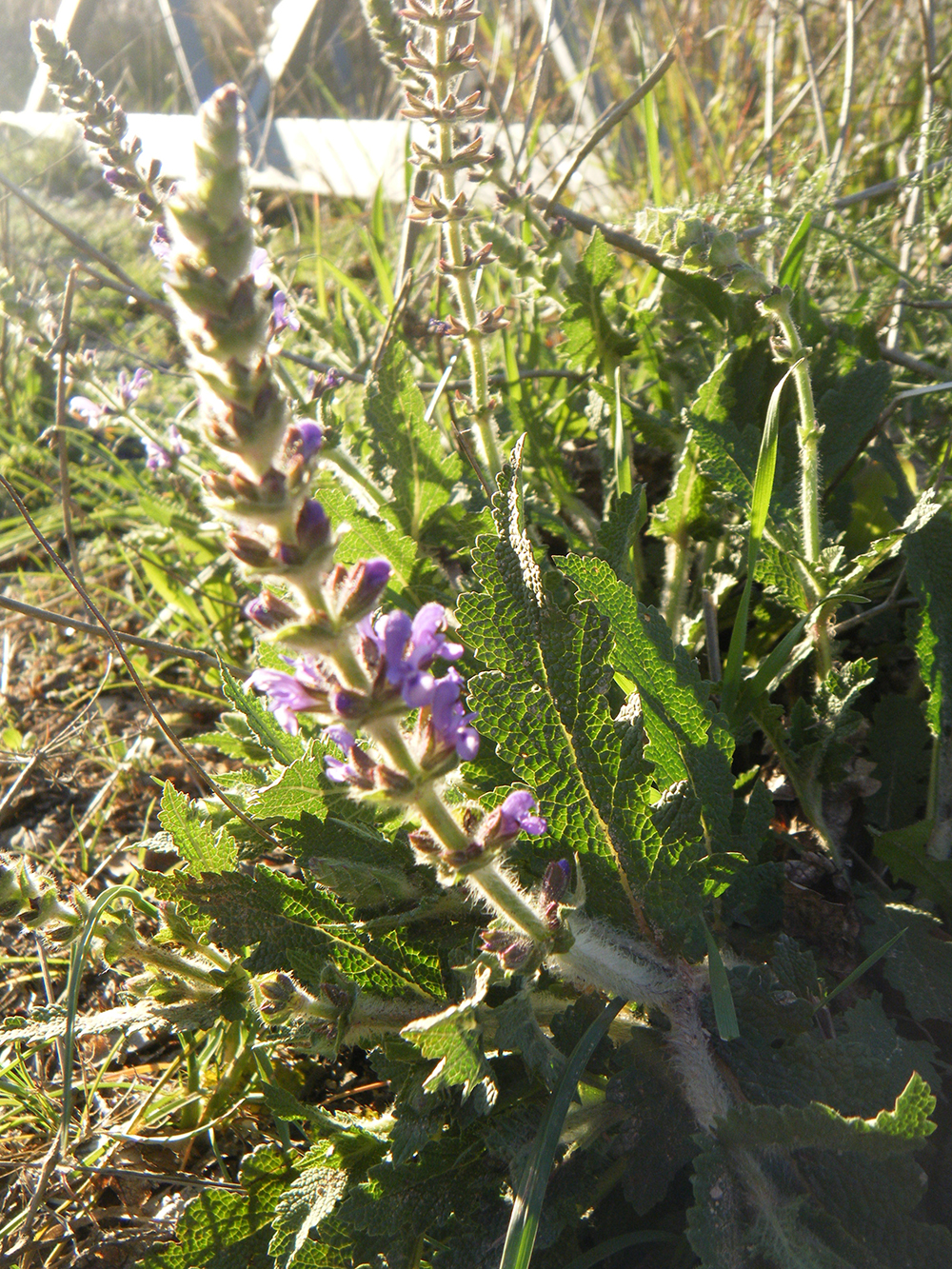 Echium Vulgare(falsa borraja)